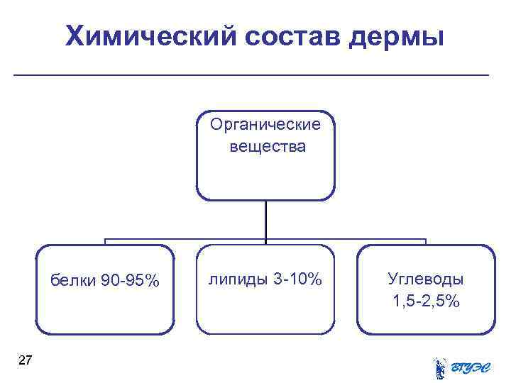  Химический состав дермы Органические вещества белки 90 95% липиды 3 10% Углеводы 1,