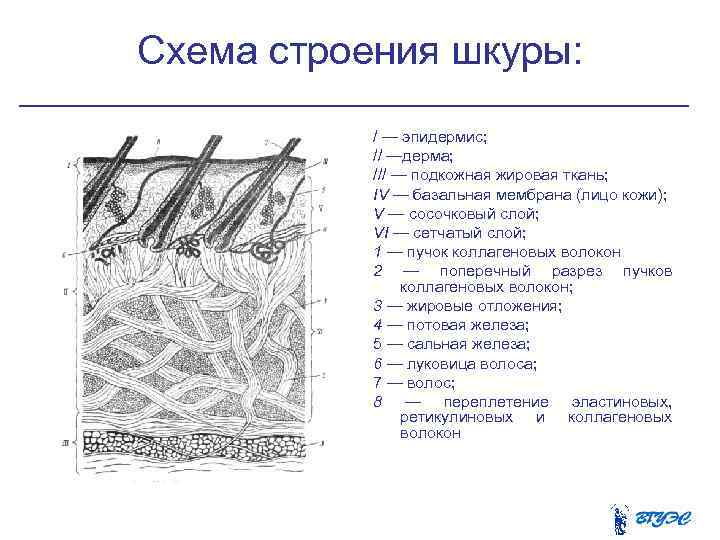 Папиллярный рисунок кожи обусловлен сосочковым слоем