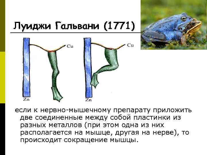 Луиджи Гальвани (1771) если к нервно-мышечному препарату приложить две соединенные между собой пластинки из