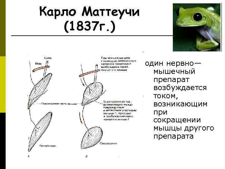 Карло Маттеучи (1837 г. ) один нервно— мышечный препарат возбуждается током, возникающим при сокращении