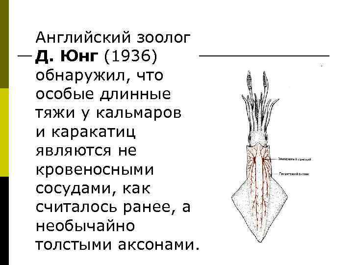 Английский зоолог Д. Юнг (1936) обнаружил, что особые длинные тяжи у кальмаров и каракатиц