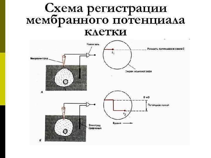  Схема регистрации мембранного потенциала клетки 