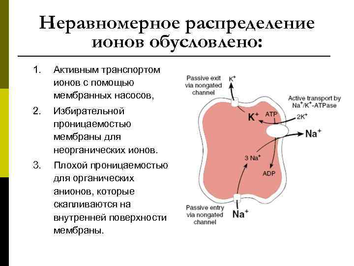  Неравномерное распределение ионов обусловлено: 1. Активным транспортом ионов с помощью мембранных насосов, 2.