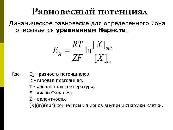  Равновесный потенциал Динамическое равновесие для определённого иона описывается уравнением Нернста: Где ЕX -