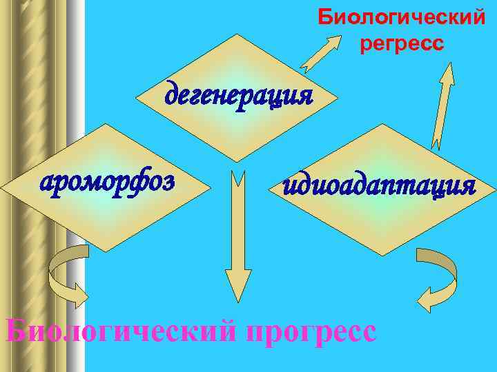 Биологический регресс дегенерация ароморфоз идиоадаптация Биологический прогресс 