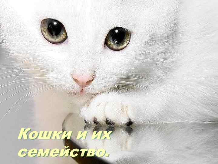 Кошки и их семейство. 