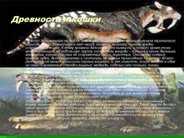 Древность и кошки § § § Задолго до появления людей на Земле уже существовали