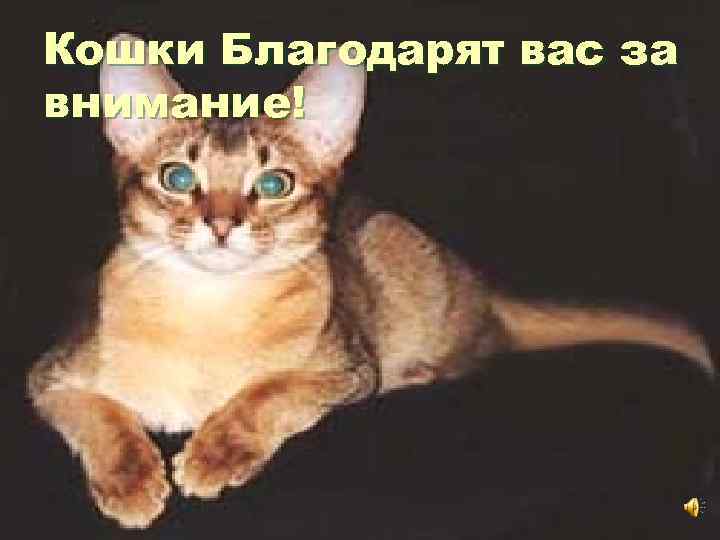 Кошки Благодарят вас за внимание! 