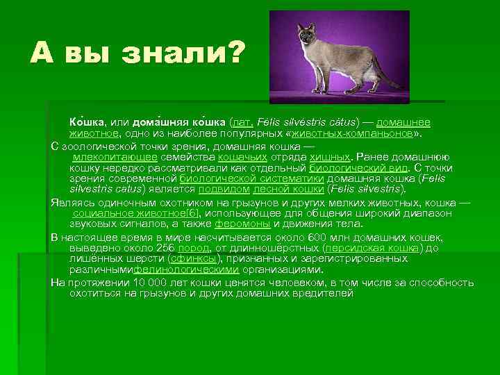 А вы знали? Ко шка, или дома шняя ко шка (лат. Félis silvéstris cátus)
