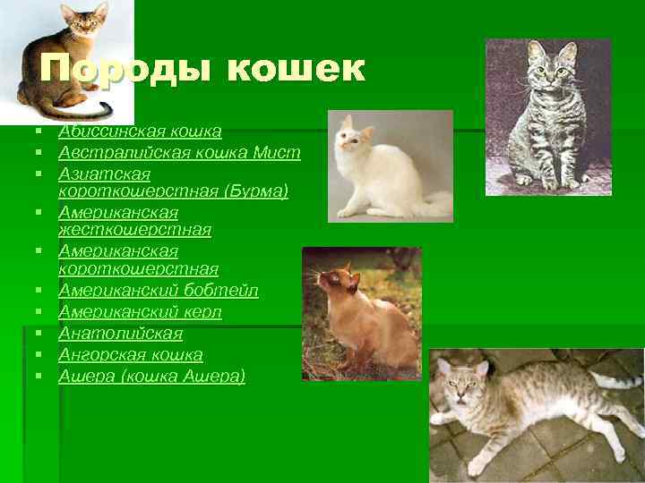 Породы кошек § Абиссинская кошка § Австралийская кошка Мист § Азиатская короткошерстная (Бурма) §