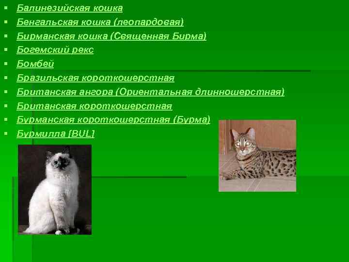 § § § § § Балинезийская кошка Бенгальская кошка (леопардовая) Бирманская кошка (Священная Бирма)