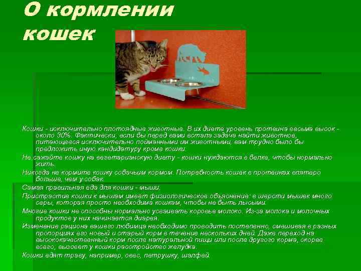 О кормлении кошек Кошки - исключительно плотоядные животные. В их диете уровень протеина весьма