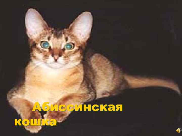 Абиссинская кошка 