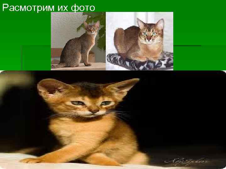 Расмотрим их фото 