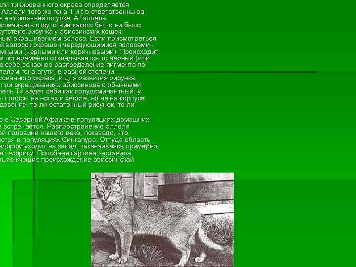 или тикированного окраса определяется Аллели того же гена Т и t b ответственны за