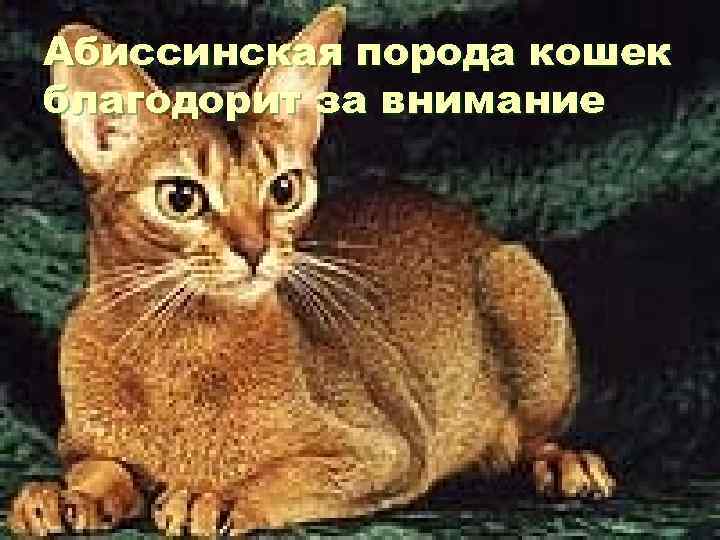 Абиссинская порода кошек благодорит за внимание 