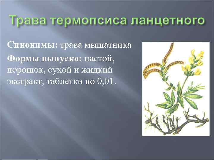 Синонимы: трава мышатника Формы выпуска: настой, порошок, сухой и жидкий экстракт, таблетки по 0,