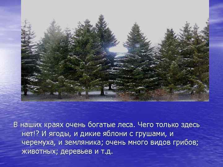 В наших краях очень богатые леса. Чего только здесь нет!? И ягоды, и дикие
