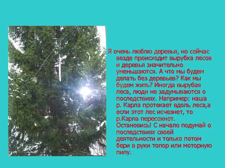 Я очень люблю деревья, но сейчас везде происходит вырубка лесов и деревья значительно уменьшаются.