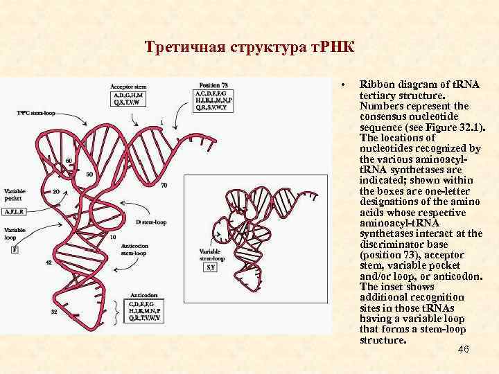 Третичная структура днк