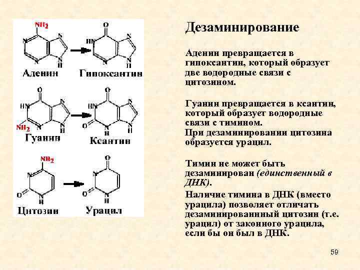 Схема получения нуклеотидов гуанина