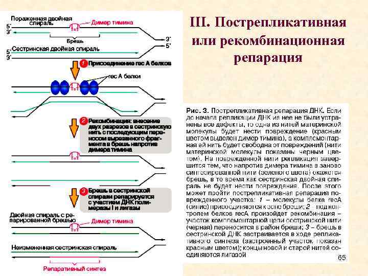 Рекомбинация днк схема