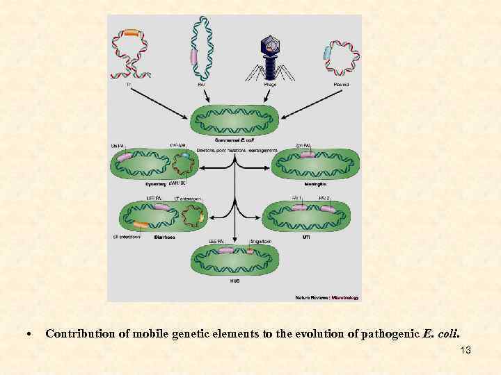  • Contribution of mobile genetic elements to the evolution of pathogenic E. coli.