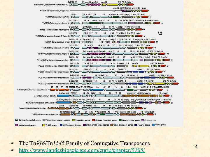  • The Tn 916/Tn 1545 Family of Conjugative Transposons • http: //www. landesbioscience.