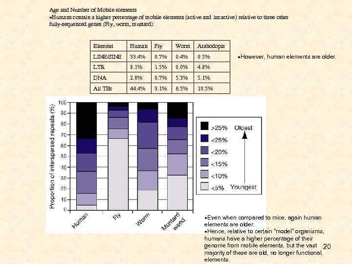 Age and Number of Mobile elements Humans contain a higher percentage of mobile elements