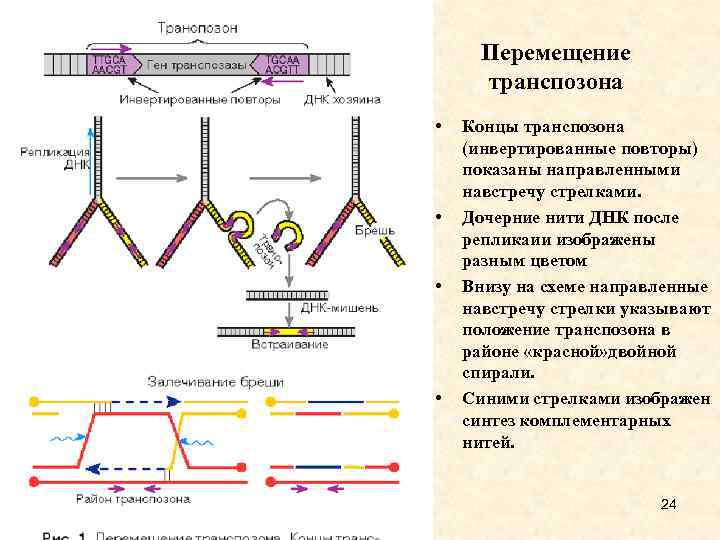 Перемещение транспозона • • Концы транспозона (инвертированные повторы) показаны направленными навстречу стрелками. Дочерние нити