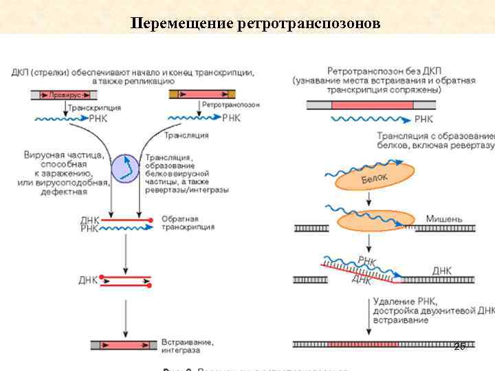 Перемещение ретротранспозонов 25 