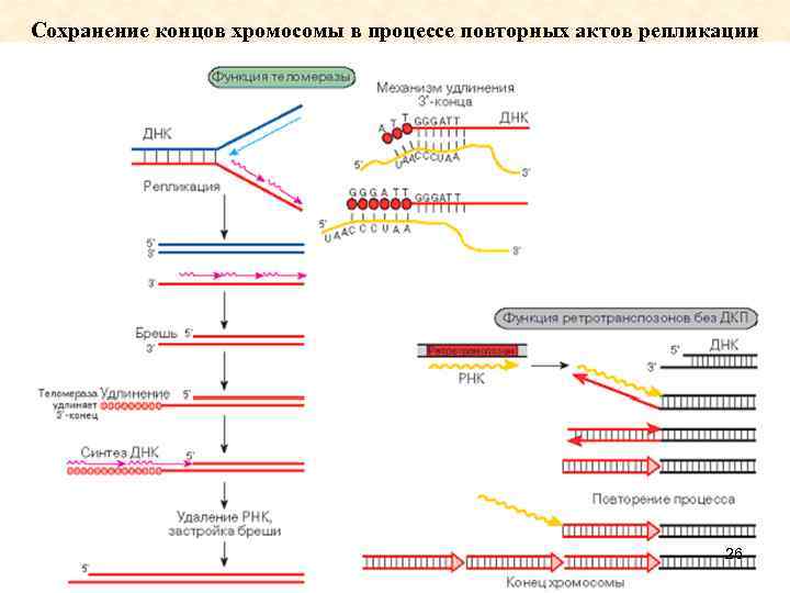 Сохранение концов хромосомы в процессе повторных актов репликации 26 