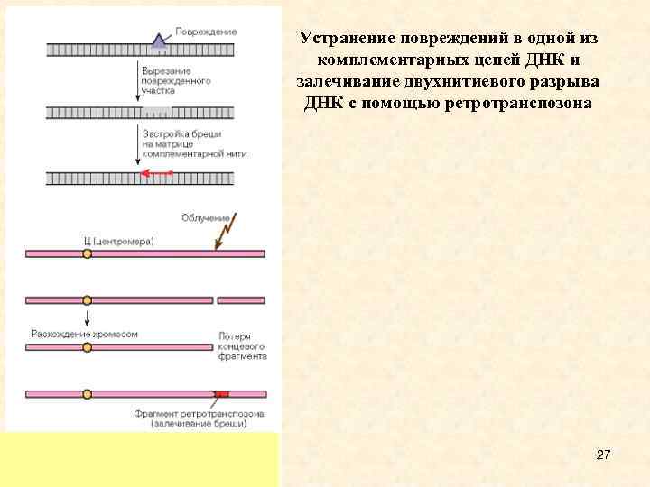 Устранение повреждений в одной из комплементарных цепей ДНК и залечивание двухнитиевого разрыва ДНК с