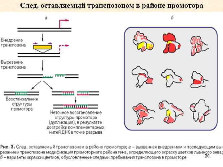 След, оставляемый транспозоном в районе промотора 30 