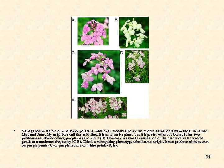  • Variegation in sectors of wildflower petals. A wildflower blooms all over the