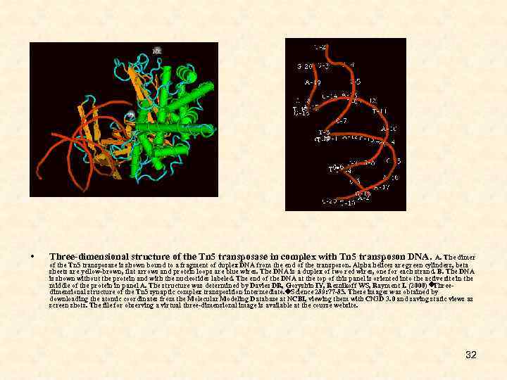  • Three-dimensional structure of the Tn 5 transposase in complex with Tn 5