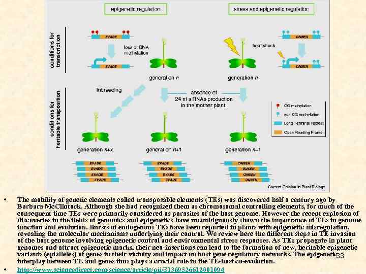  • • The mobility of genetic elements called transposable elements (TEs) was discovered