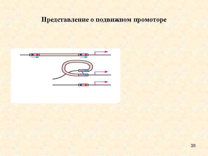 Представление о подвижном промоторе 35 