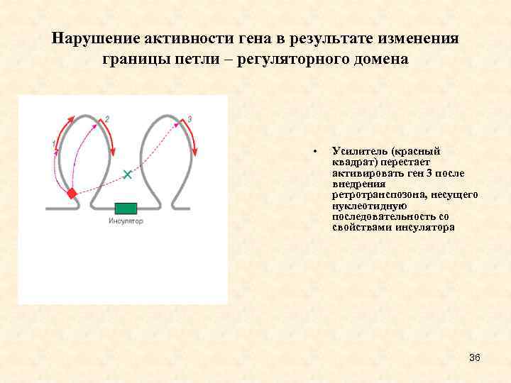 Нарушение активности гена в результате изменения границы петли – регуляторного домена • Усилитель (красный