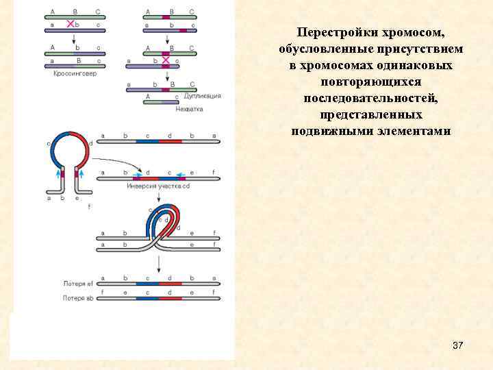 Перестройки хромосом, обусловленные присутствием в хромосомах одинаковых повторяющихся последовательностей, представленных подвижными элементами 37 