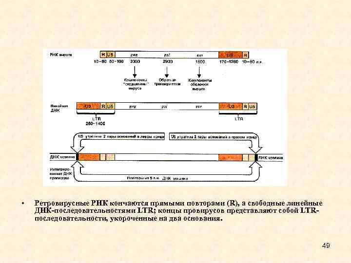  • Ретровирусные РНК кончаются прямыми повторами (R), а свободные линейные ДНК-последовательностями LTR; концы