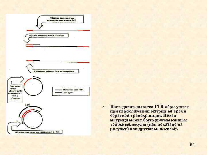  • Последовательности LTR образуются при переключении матриц во время обратной транскрипции. Новая матрица