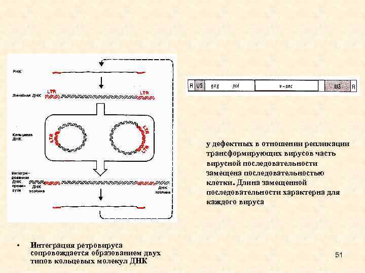 у дефектных в отношении репликации трансформирующих вирусов часть вирусной последовательности замещена последовательностью клетки. Длина