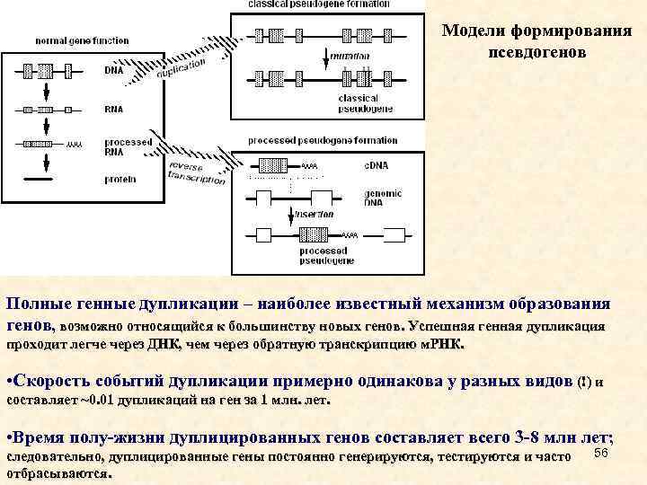 Модели формирования псевдогенов Полные генные дупликации – наиболее известный механизм образования генов, возможно относящийся