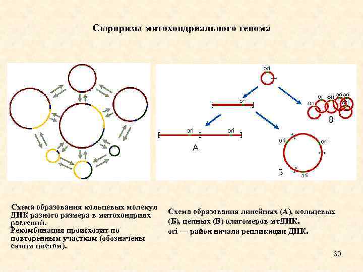 Кольцевая молекула