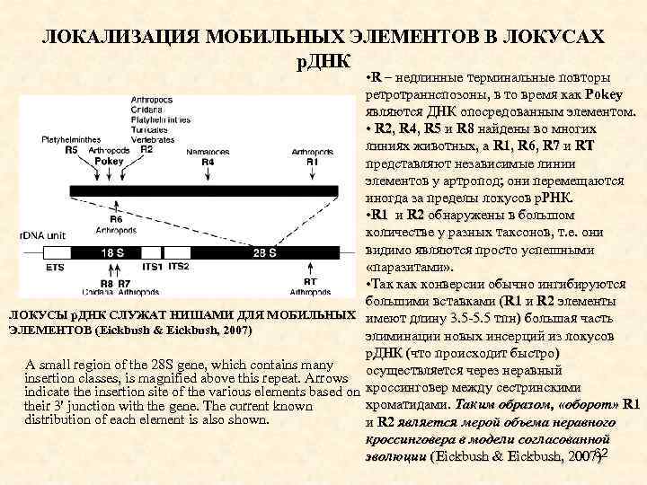 ЛОКАЛИЗАЦИЯ МОБИЛЬНЫХ ЭЛЕМЕНТОВ В ЛОКУСАХ р. ДНК • R – недлинные терминальные повторы ретротраннспозоны,