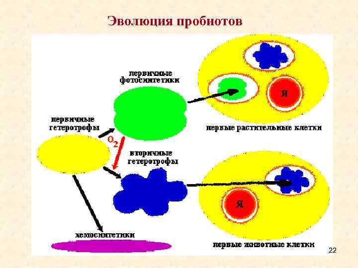 Эволюция пробиотов 22 