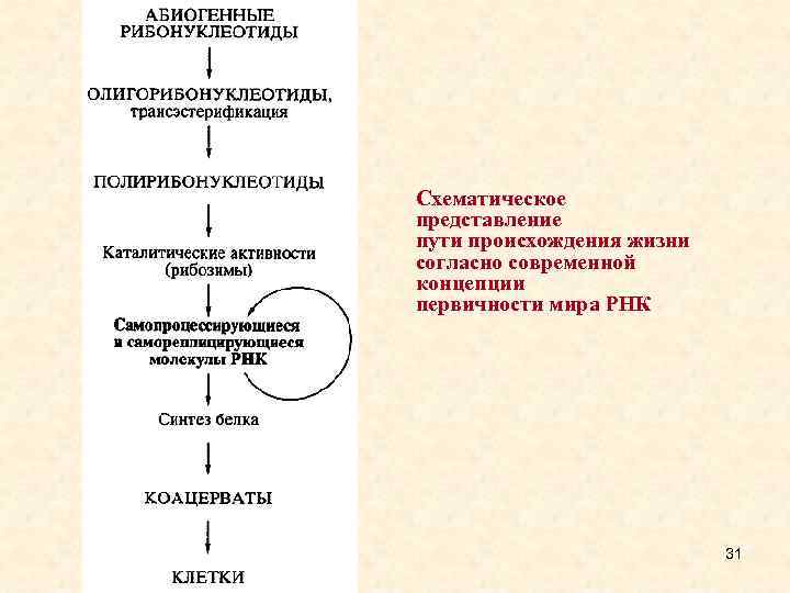 Схематическое представление пути происхождения жизни согласно современной концепции первичности мира РНК 31 