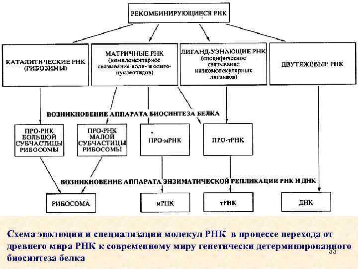 Схема эволюции и специализации молекул РНК в процессе перехода от древнего мира РНК к