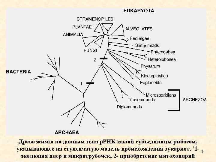 Древо жизни по данным гена р. РНК малой субъединицы рибосом, указывающее на ступенчатую модель